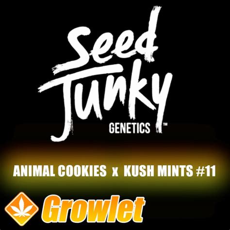 Seed type: Regular. . Seed junky genetics cookies
